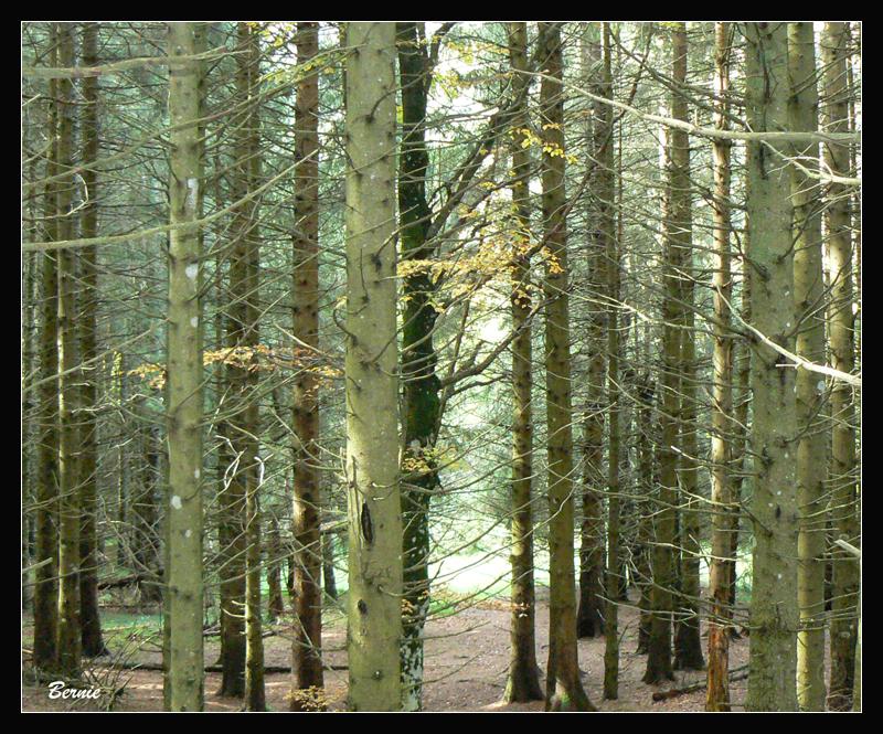 Sous bois a2.jpg - Vallée de Chaudefour